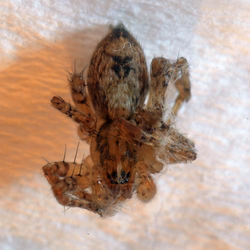 Anyphaena accentuata